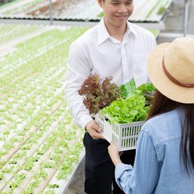 manufacturers-send-baskets-organic-vegetables-for - 3EDNJKU