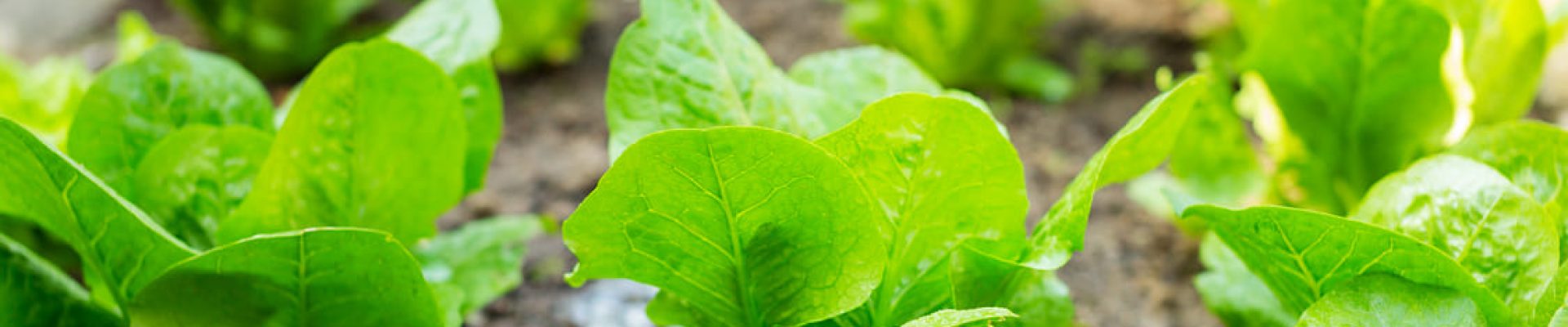 fertilizer-of-lettuce-field-2021-04-05-05-32-41-utc (1)